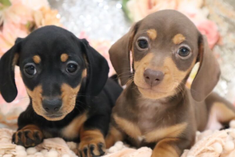 Stunning K.C Registered Miniature Dachshund Puppies for sale in Wisbech, Cambridgeshire - Image 6