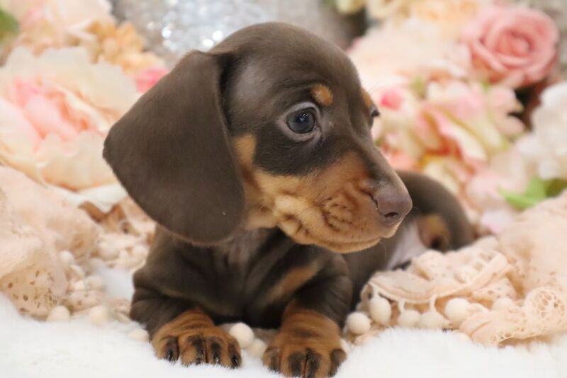 Stunning K.C Registered Miniature Dachshund Puppies for sale in Wisbech, Cambridgeshire - Image 7