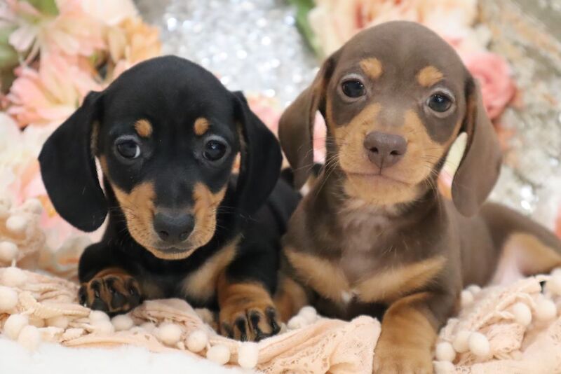 Stunning K.C Registered Miniature Dachshund Puppies for sale in Wisbech, Cambridgeshire - Image 8