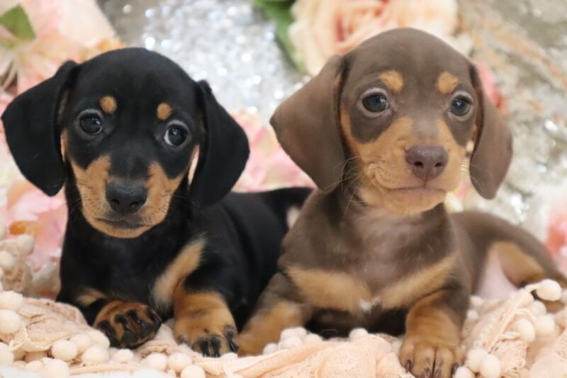 Stunning K.C Registered Miniature Dachshund Puppies for sale in Wisbech, Cambridgeshire - Image 9