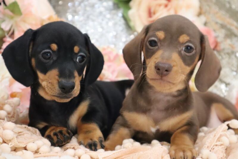 Stunning K.C Registered Miniature Dachshund Puppies for sale in Wisbech, Cambridgeshire - Image 10