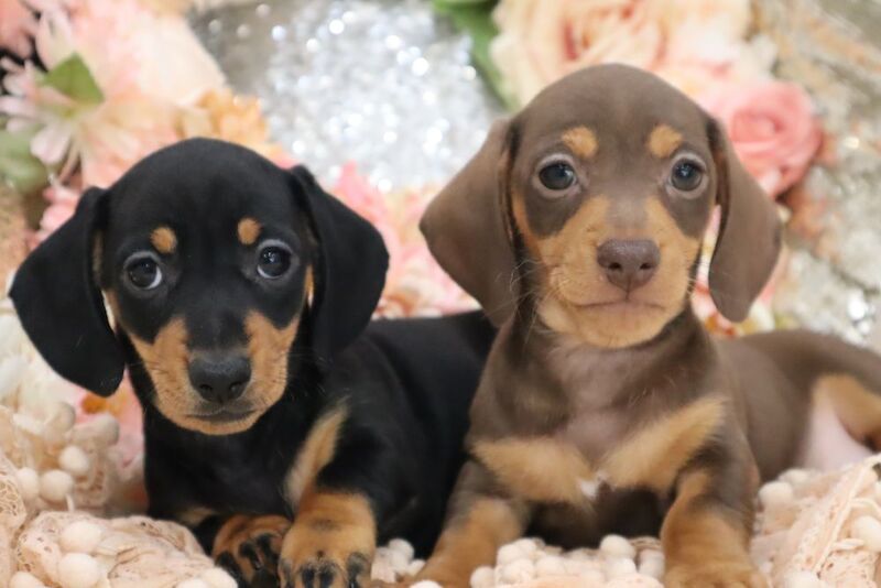 Stunning K.C Registered Miniature Dachshund Puppies for sale in Wisbech, Cambridgeshire - Image 11