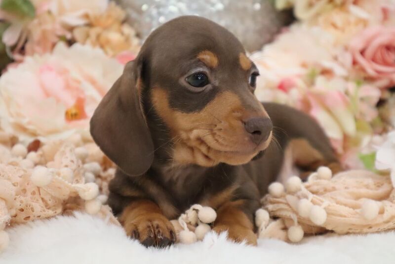 Stunning K.C Registered Miniature Dachshund Puppies for sale in Wisbech, Cambridgeshire - Image 12