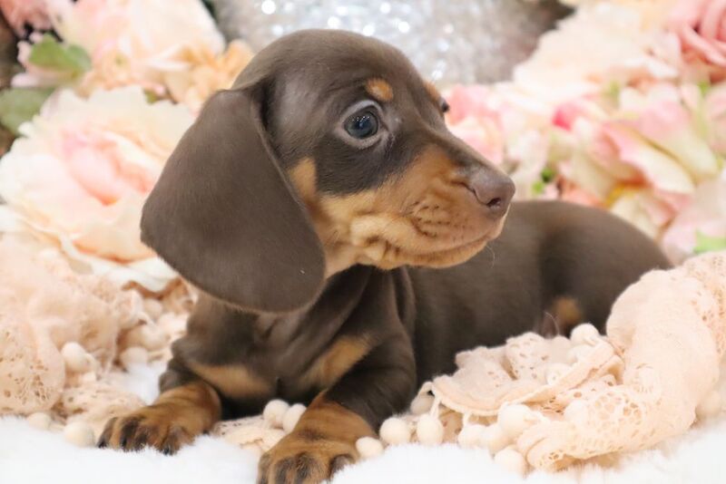 Stunning K.C Registered Miniature Dachshund Puppies for sale in Wisbech, Cambridgeshire - Image 13