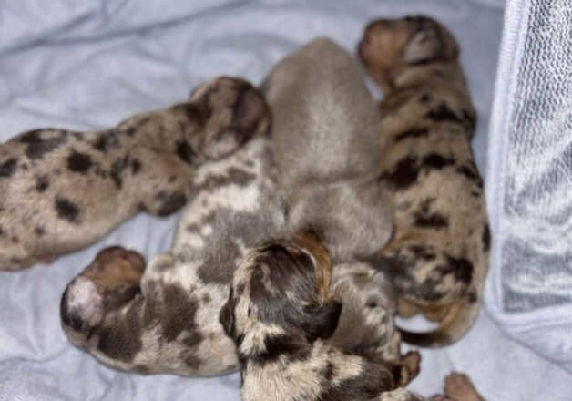 Stunning Kc Registered miniature Dachshunds for sale in Manchester, Greater Manchester