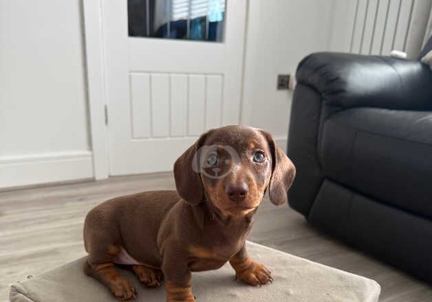 Dachshunds for sale in Jarrow, Tyne and Wear