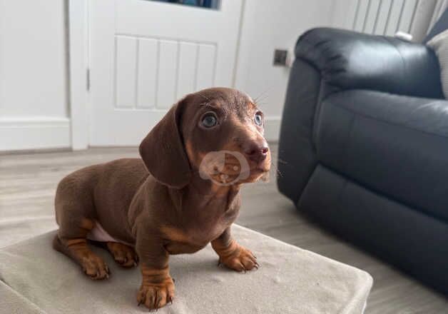 KC Registered Dachshund Puppies for sale in Tyne and Wear