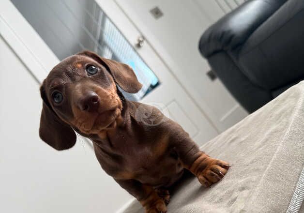 Dachshund Puppies for sale