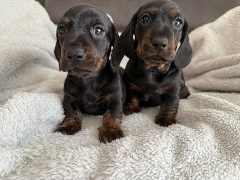 stunning litter of black and tan and black/tan and brindle mini dachshunds for sale in Exeter, Devon