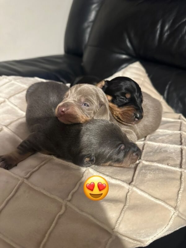 🤎Stunning litter of dachshund puppies for sale in Driffield, East Riding of Yorkshire