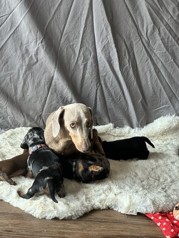 Stunning litter PRA clear, KC registered miniature Dachshund puppies for sale in Southampton, Hampshire - Image 9