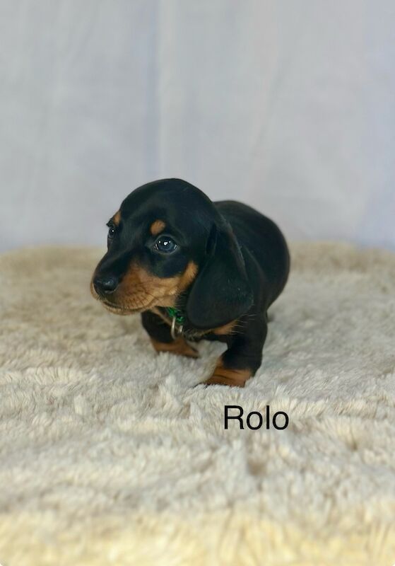 Stunning litter PRA clear, KC registered miniature Dachshund puppies for sale in Southampton, Hampshire - Image 3