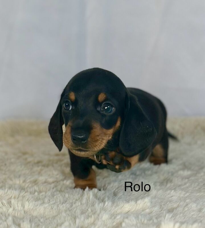 Stunning litter PRA clear, KC registered miniature Dachshund puppies for sale in Southampton, Hampshire - Image 4