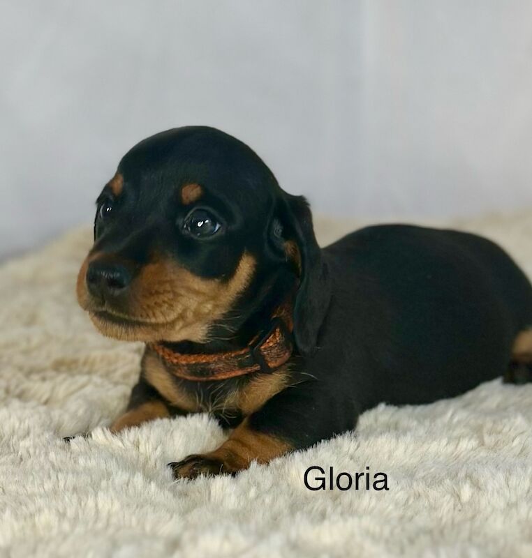 Stunning litter PRA clear, KC registered miniature Dachshund puppies for sale in Southampton, Hampshire - Image 6