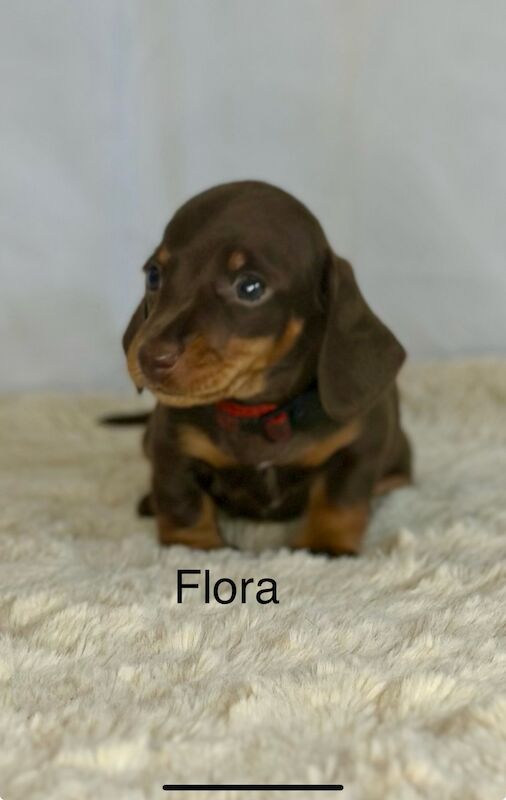 Stunning litter PRA clear, KC registered miniature Dachshund puppies for sale in Southampton, Hampshire - Image 1