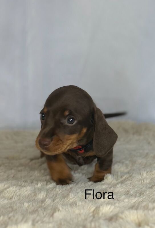 Stunning litter PRA clear, KC registered miniature Dachshund puppies for sale in Southampton, Hampshire - Image 2