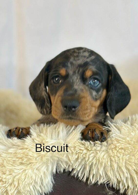 Stunning litter PRA clear, KC registered miniature Dachshund puppies for sale in Southampton, Hampshire - Image 7