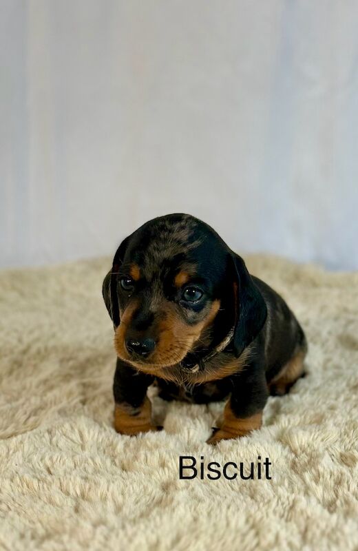 Stunning litter PRA clear, KC registered miniature Dachshund puppies for sale in Southampton, Hampshire - Image 8