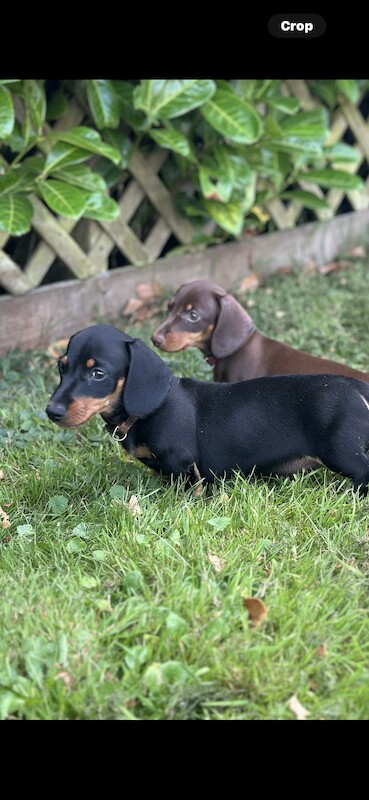 Stunning litter PRA clear, KC registered miniature Dachshund puppies for sale in Southampton, Hampshire