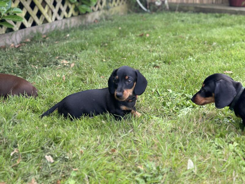 Stunning litter PRA clear, KC registered miniature Dachshund puppies for sale in Southampton, Hampshire - Image 2