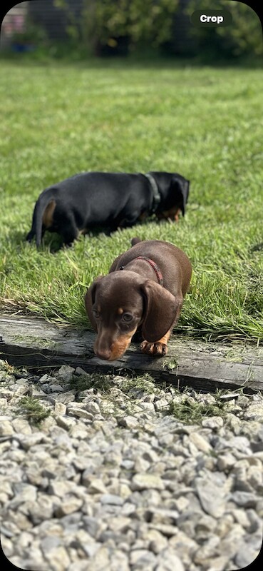 KC Registered Dachshund Puppies for sale in Hampshire