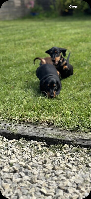 Stunning litter PRA clear, KC registered miniature Dachshund puppies for sale in Southampton, Hampshire - Image 4