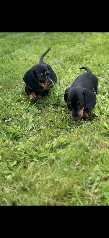 Stunning litter PRA clear, KC registered miniature Dachshund puppies for sale in Southampton, Hampshire - Image 5