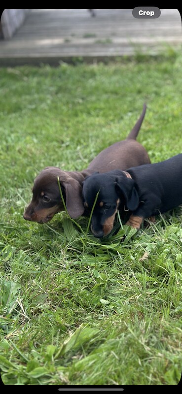 Stunning litter PRA clear, KC registered miniature Dachshund puppies for sale in Southampton, Hampshire - Image 6