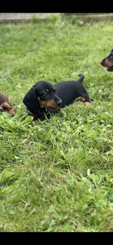 Stunning litter PRA clear, KC registered miniature Dachshund puppies for sale in Southampton, Hampshire - Image 7