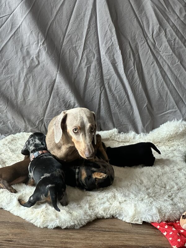 Stunning litter PRA clear, KC registered miniature Dachshund puppies for sale in Southampton, Hampshire - Image 8