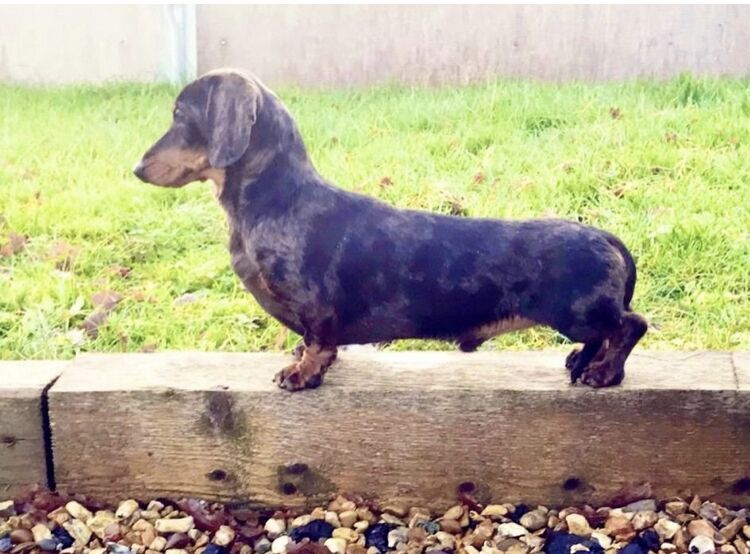 Stunning litter PRA clear, KC registered miniature Dachshund puppies for sale in Southampton, Hampshire - Image 9