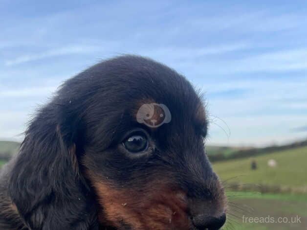 Stunning Longhaired boy for sale in Whitby, North Yorkshire - Image 1