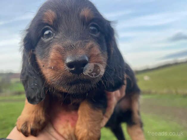 Stunning Longhaired boy for sale in Whitby, North Yorkshire - Image 2