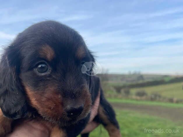 Dachshund Puppies for sale in North Yorkshire