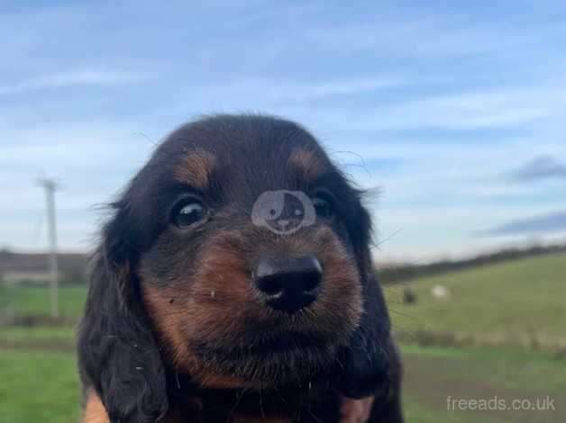 Dachshund Puppies for sale