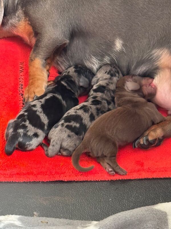 STUNNING! Male silver dapple miniature dachshund...