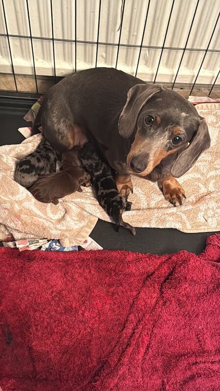 STUNNING! Male silver dapple miniature dachshund puppies for sale in Failsworth, Greater Manchester - Image 2