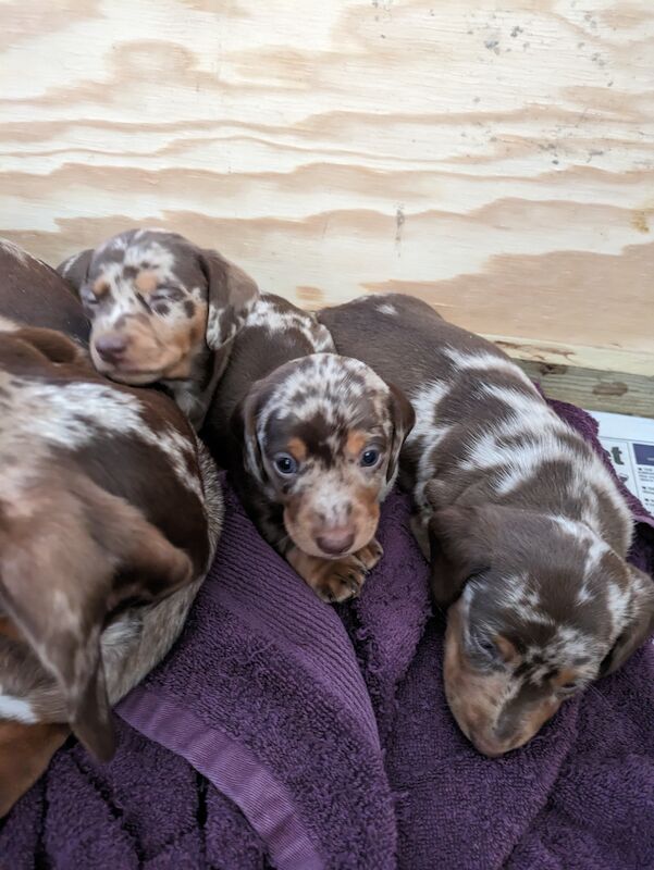 stunning mini dachshund for sale in Sudbury, Suffolk