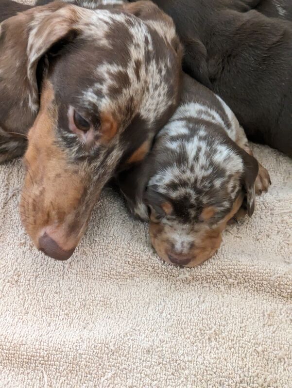 stunning mini dachshund for sale in Sudbury, Suffolk - Image 2