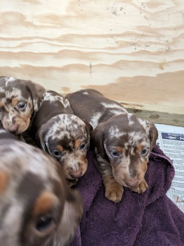 stunning mini dachshund for sale in Sudbury, Suffolk - Image 3