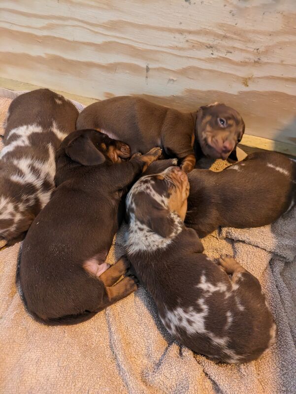 stunning mini dachshund for sale in Sudbury, Suffolk - Image 4