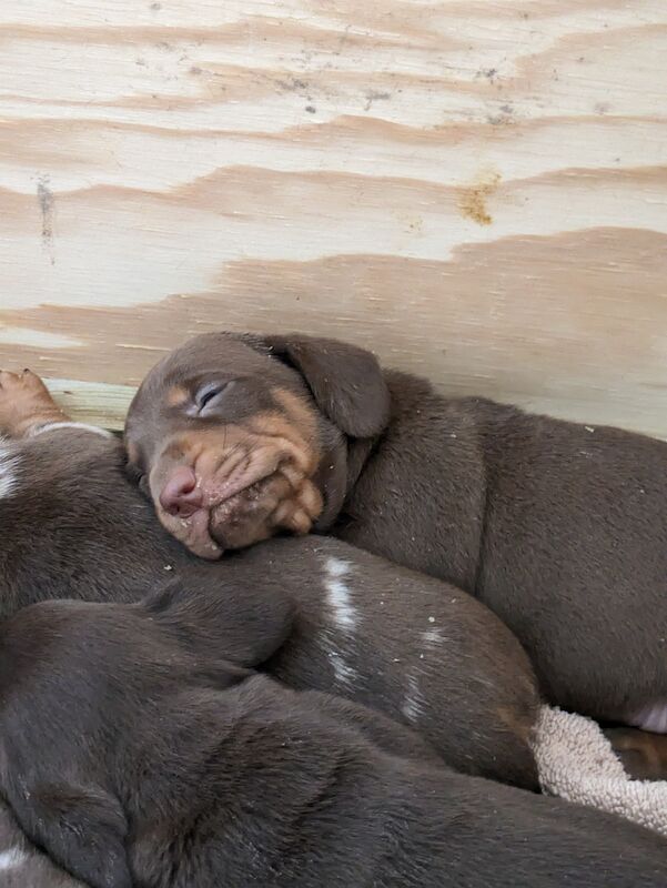 stunning mini dachshund for sale in Sudbury, Suffolk - Image 5