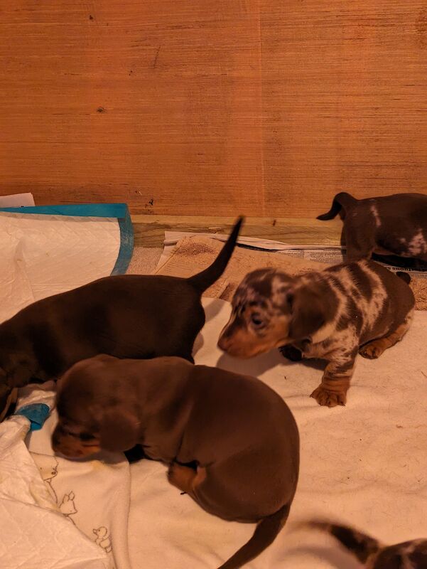 stunning mini dachshund for sale in Sudbury, Suffolk - Image 8