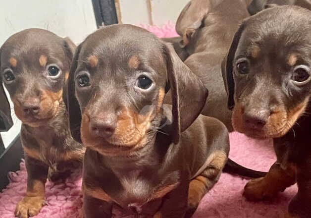 Stunning Mini Smooth Chocolate/Tan Male Dachshund Puppy for sale in Camborne, Cornwall