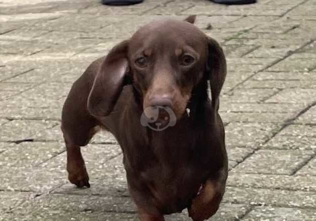 Stunning Mini Smooth Chocolate/Tan Male Dachshund Puppy for sale in Camborne, Cornwall - Image 2