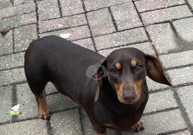 Stunning Mini Smooth Chocolate/Tan Male Dachshund Puppy for sale in Camborne, Cornwall - Image 3