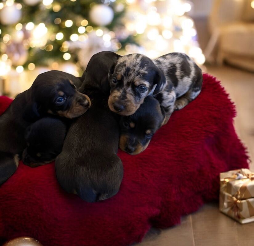 Stunning miniature dachshund puppies 🥰 for sale in Wisbech, Cambridgeshire - Image 6