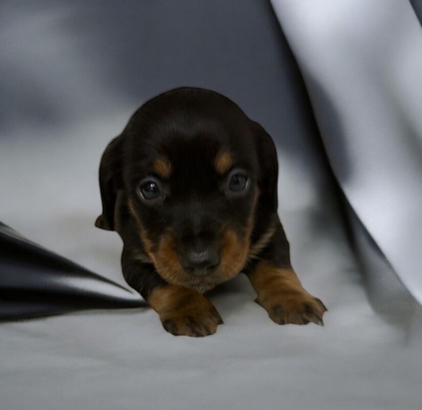 Stunning miniature dachshund puppies 🥰 for sale in Wisbech, Cambridgeshire - Image 7