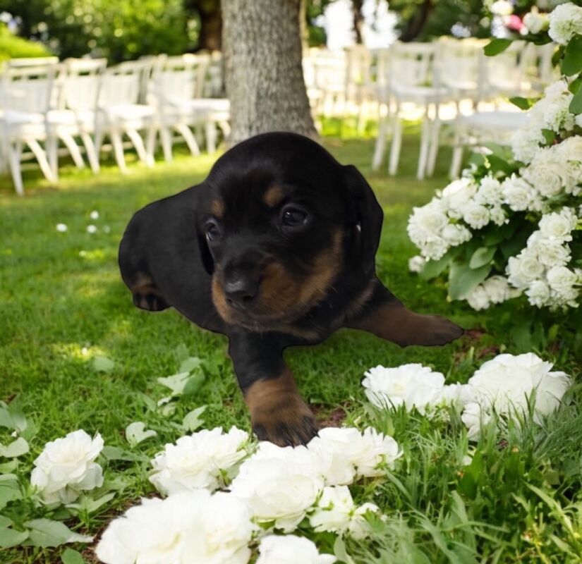 Stunning miniature dachshund puppies 🥰 for sale in Wisbech, Cambridgeshire - Image 8