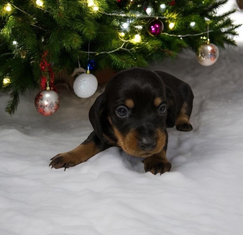 Stunning miniature dachshund puppies 🥰 for sale in Wisbech, Cambridgeshire - Image 9